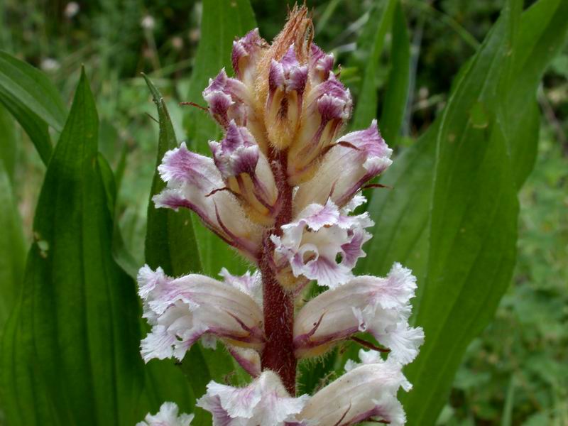 Orobanche crenata / Succiamele delle fave